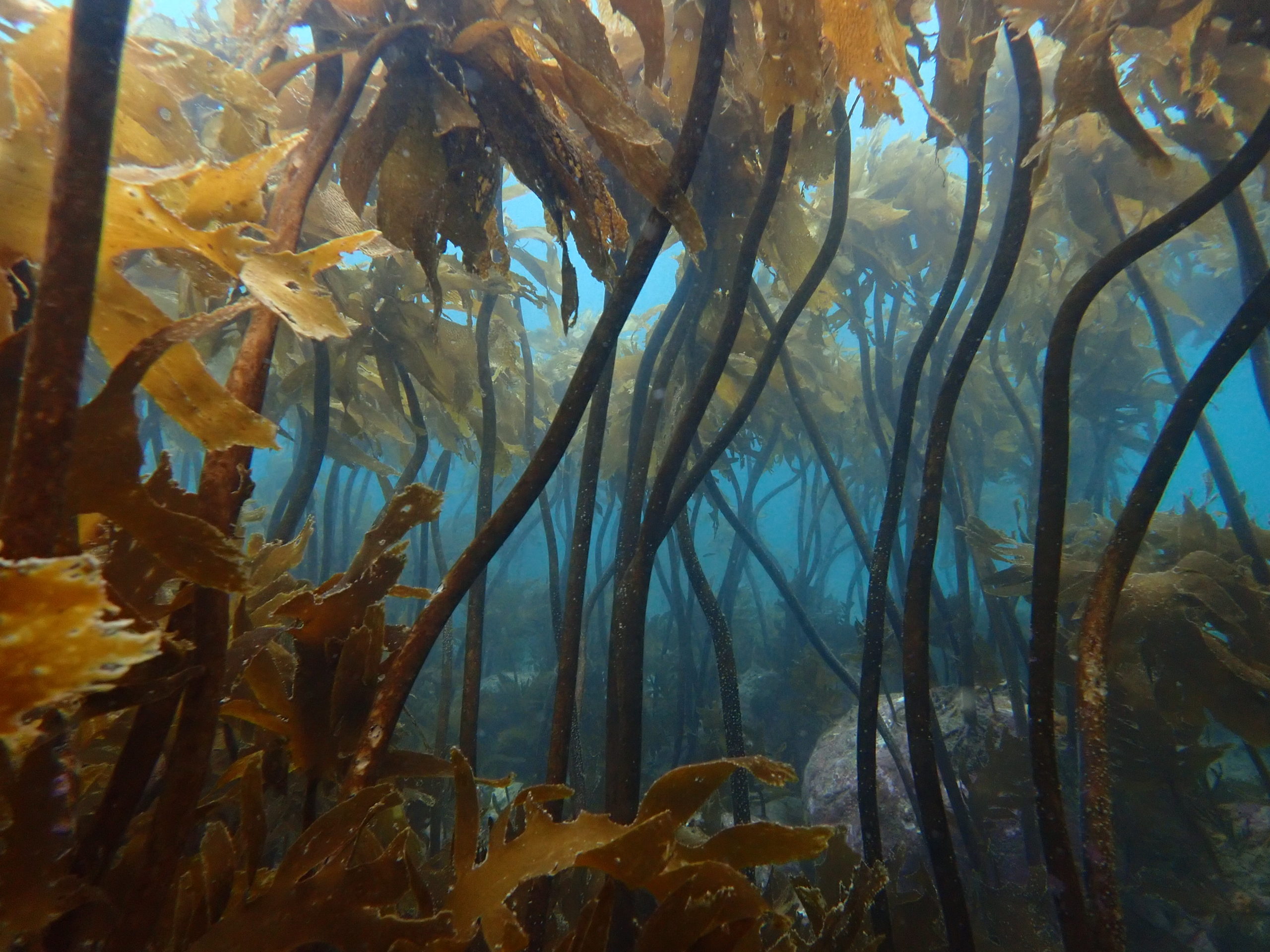 why-kelp-needs-help-the-noises